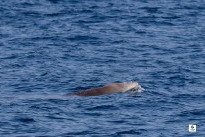 Mesoplodon de Sowerby - Mesoplodon bidens - Observer les cétacés au Pays Basque - espèces - Copyright Explore ocean