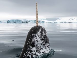Narval - Monodon monoceros - Observer les cétacés en arctique