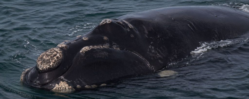 Observer les cétacés - La migration des baleines - Baleine noire de l'Atlantique Nord