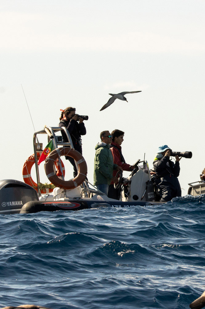 Observer les cétacés aux Açores - les conditions de terrain