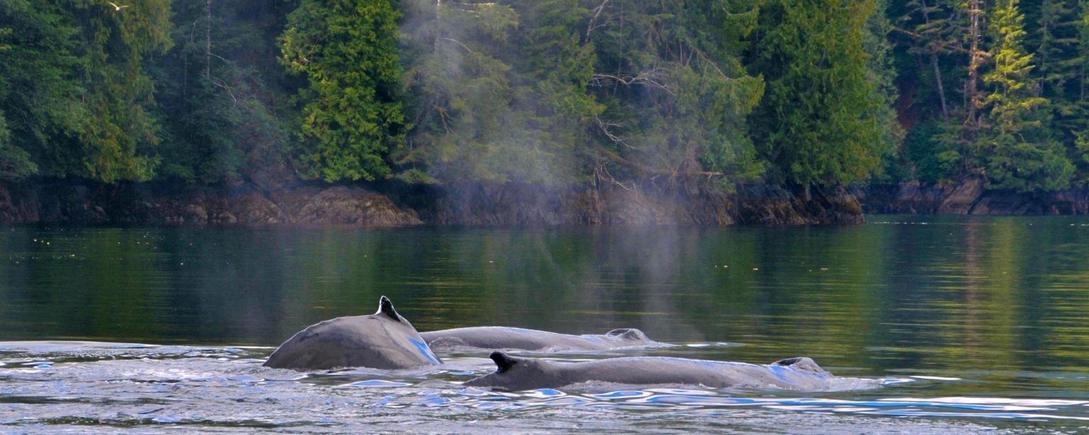 Observer les cétacés dans le monde - Quand observer les cétacés - Baleines à bosse