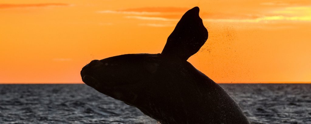 Observer les cétacés dans le monde - Quand observer les cétacés - Baleines franche