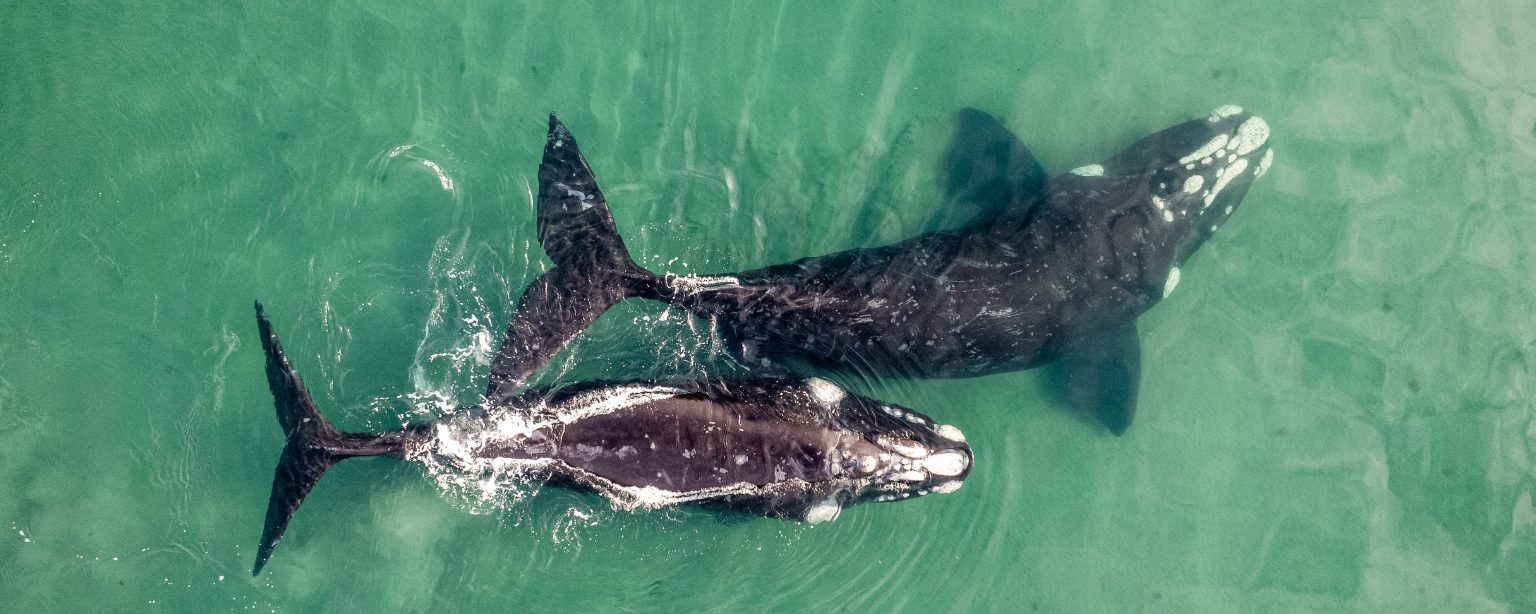 Observer les cétacés dans le monde - Quand observer les cétacés - Baleines franche