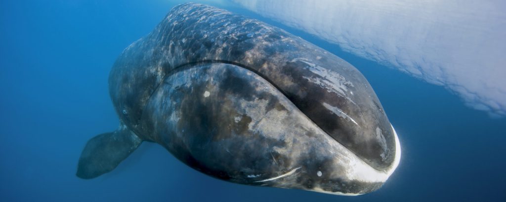 Observer les cétacés - La migration des baleines - Balaena mysticetus - Copyright Paul Nicklen