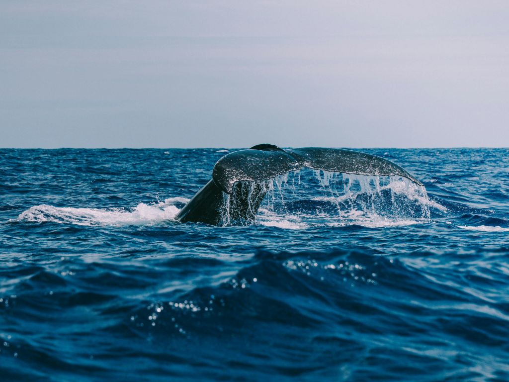 Observer les cétacés - la migration des baleines (12)