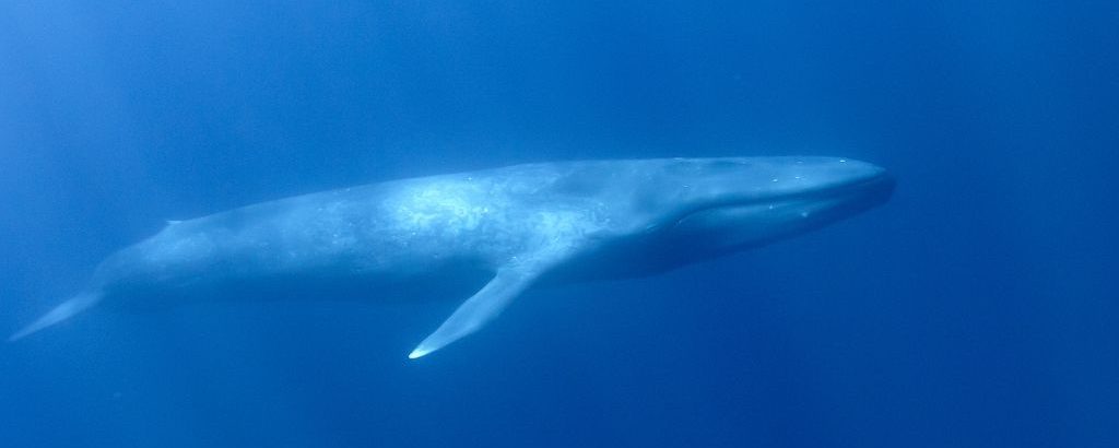 Observer les cétacés - la migration des baleines - Baleine bleue