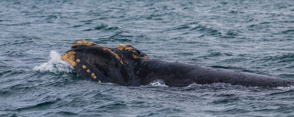 Observer les cétacés - la migration des baleines - Baleine franche australe