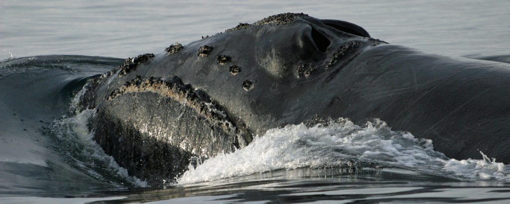 Observer les cétacés - la migration des baleines - Baleine franche du Pacifique Nord (Eubalaena_japonica) - copyright John Durban