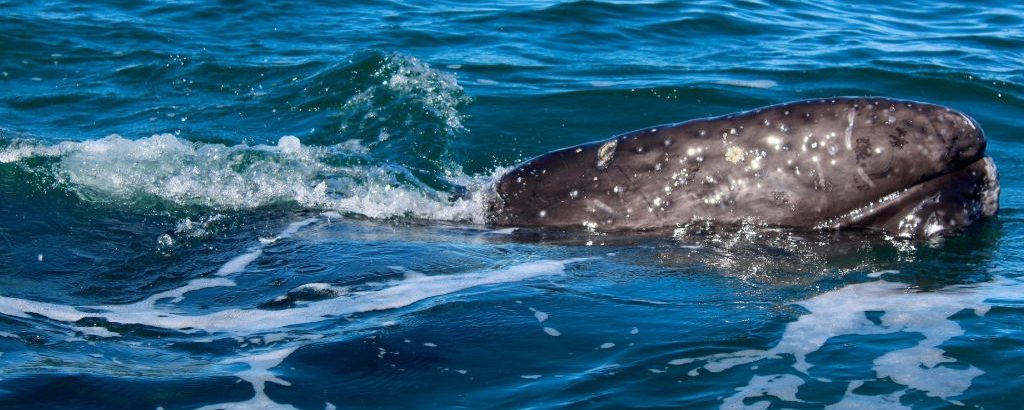 Observer les cétacés - la migration des baleines - Baleine grise