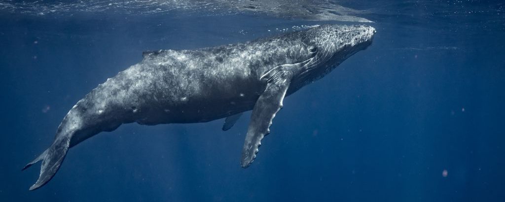 Observer les cétacés - la migration des baleines - Megaptère