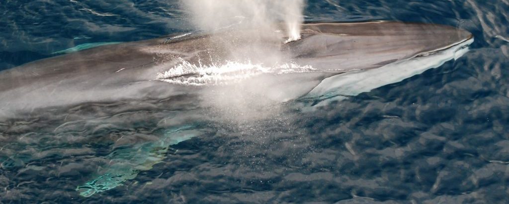 Observer les cétacés - la migration des baleines - Rorqual commun