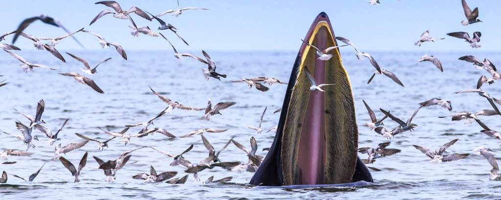 Observer les cétacés - la migration des baleines - Rorqual de Bryde