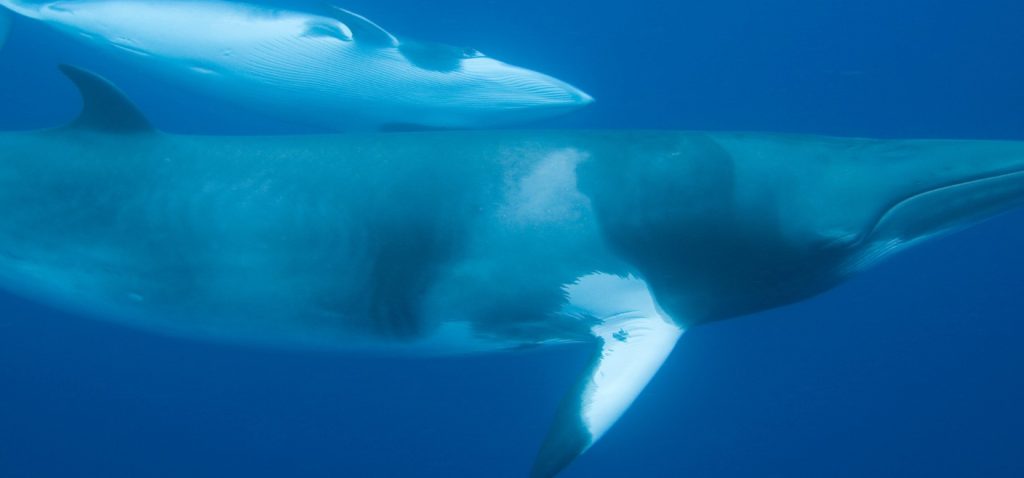 Observer les cétacés - la migration des baleines - Rorqual de Minke - Balaenoptera acutorostrata
