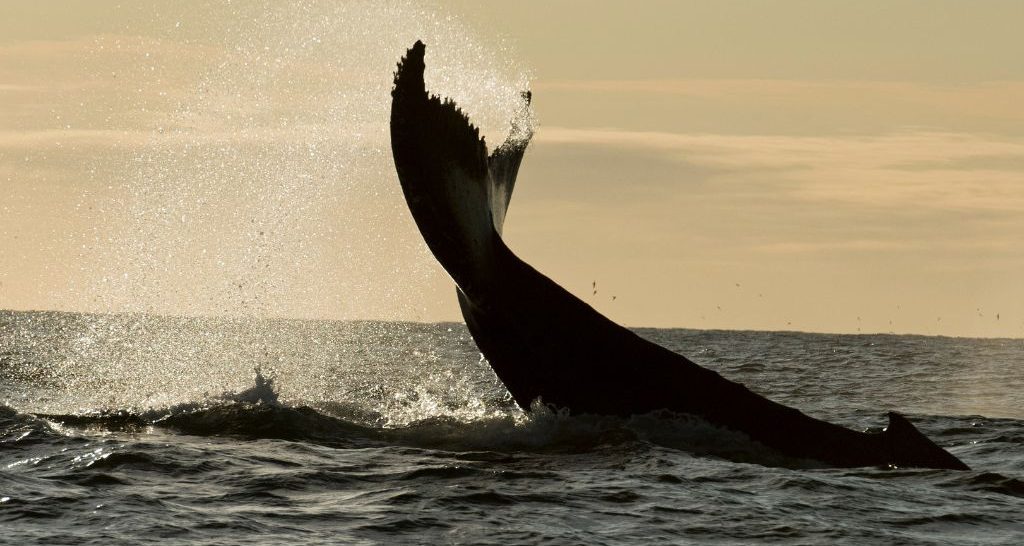 Observer les cétacés - la migration des baleines