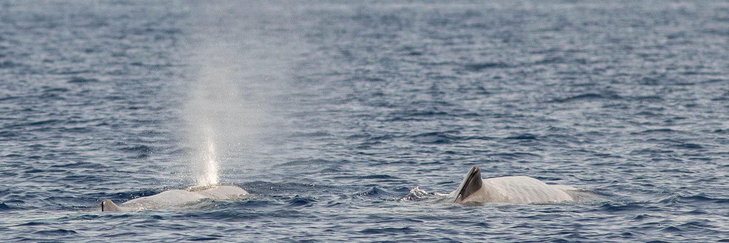 Observer les cétacés - les cétacés de Méditerranée - Observer les baleines, dauphins et cachalots en Méditerranée - Cachalot