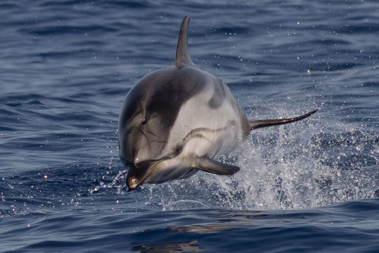 Observer les cétacés - les cétacés de Méditerranée - Observer les baleines,Voyage scientifique - croisière à la voile - Observer les cétacés de Méditerranée - Dauphin bleu et blanc