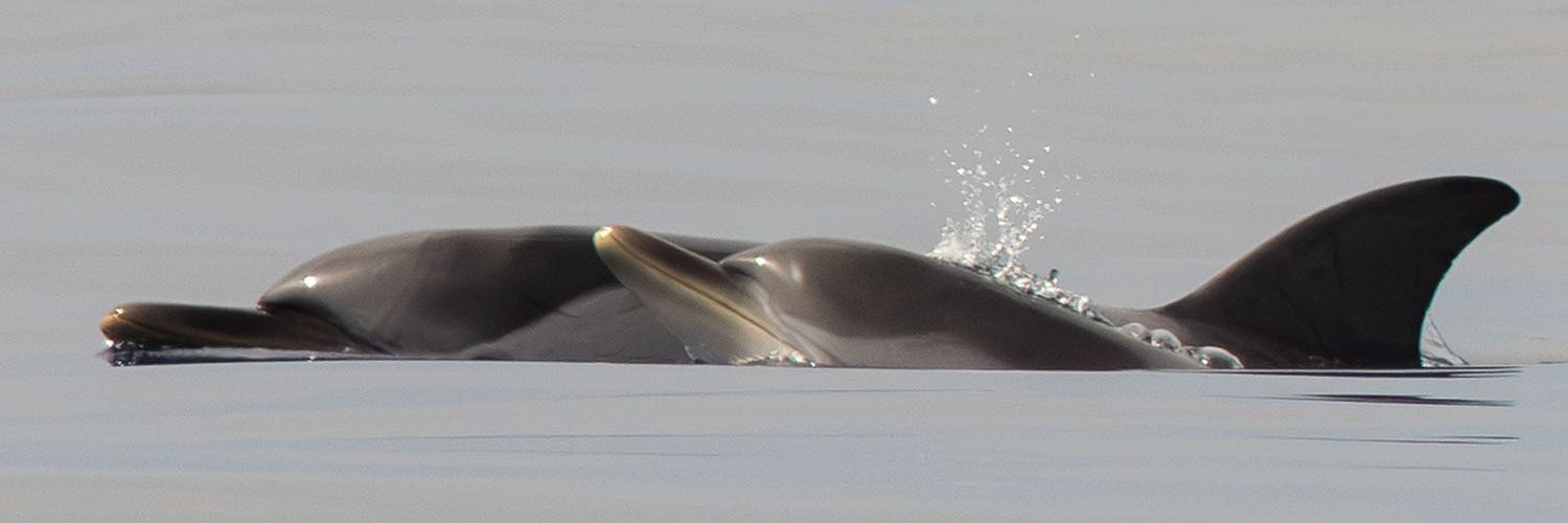 Observer les cétacés - les cétacés de Méditerranée - Observer les baleines, dauphins et cachalots en Méditerranée - Dauphin bleu et blanc