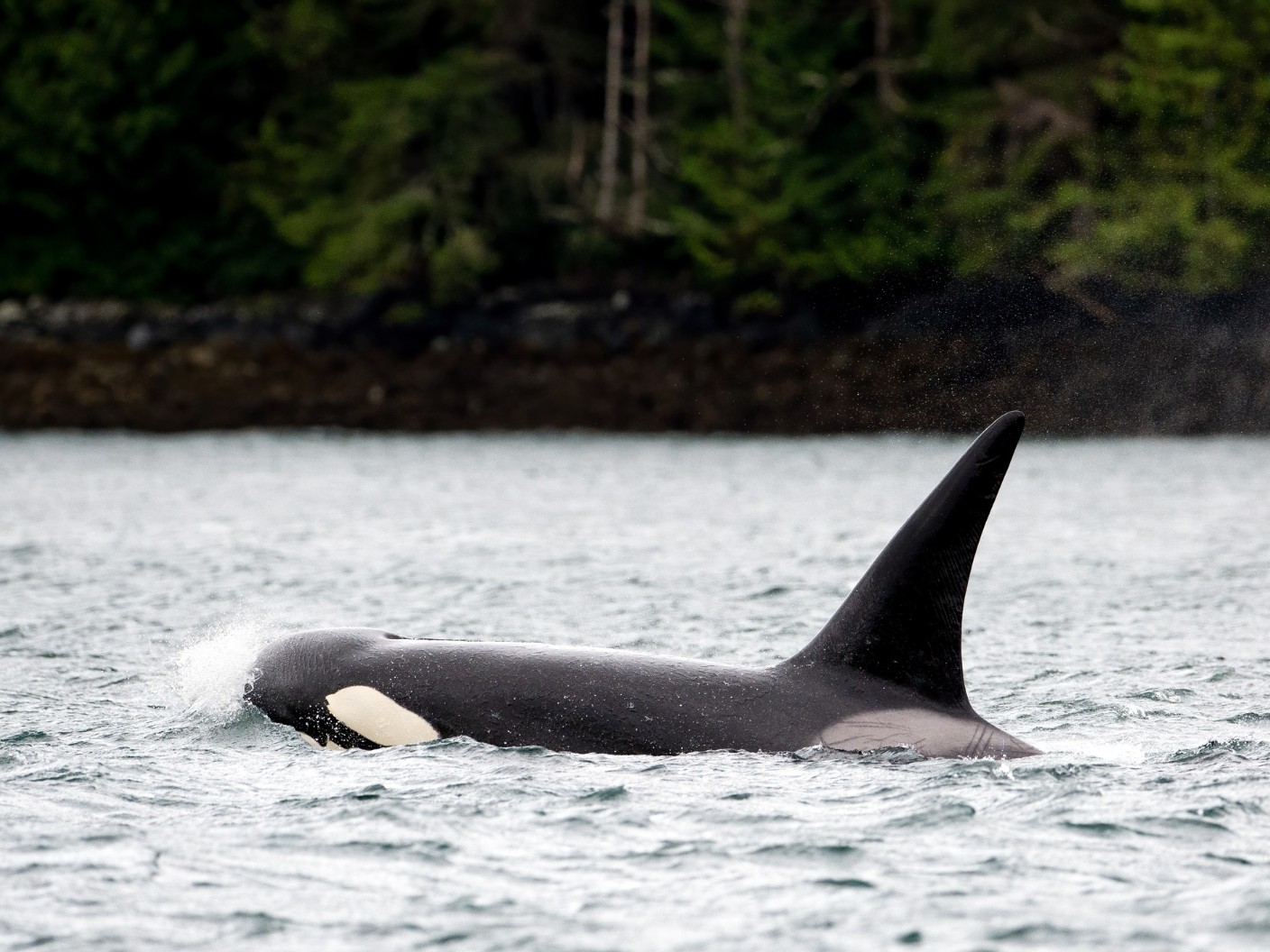 Orque - Orcinus orca - Observer les cétacés en Colombie Britannique - Canada (19)