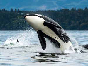 Orque - Orcinus orca - Observer les cétacés en Colombie Britannique - Canada