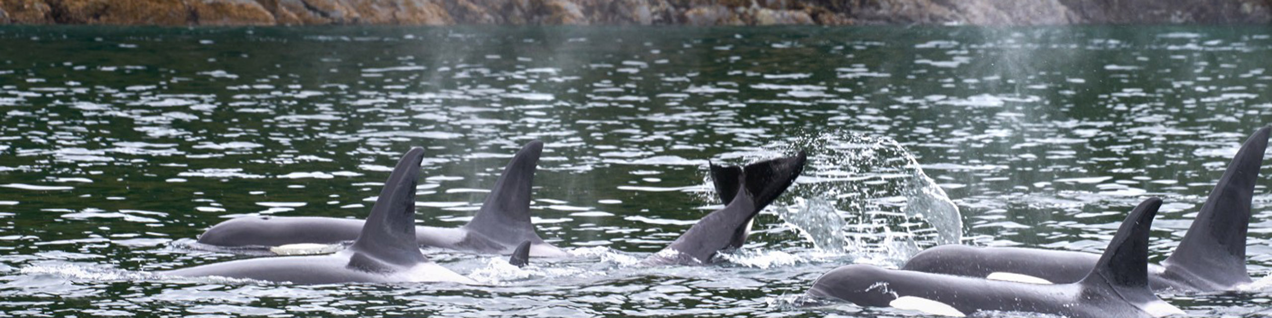 Orque - Orcinus orca - Observer les cétacés en Colombie Britannique - Canada (5)