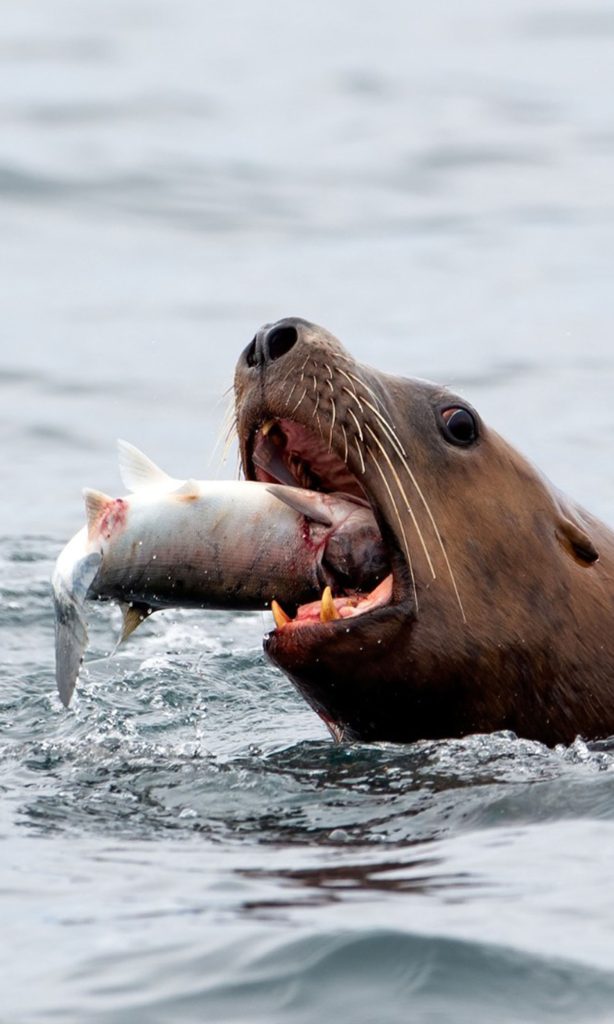 Otarie de Steller - Observer les cétacés en Colombie Britannique - Canada - Comportements - alimentation