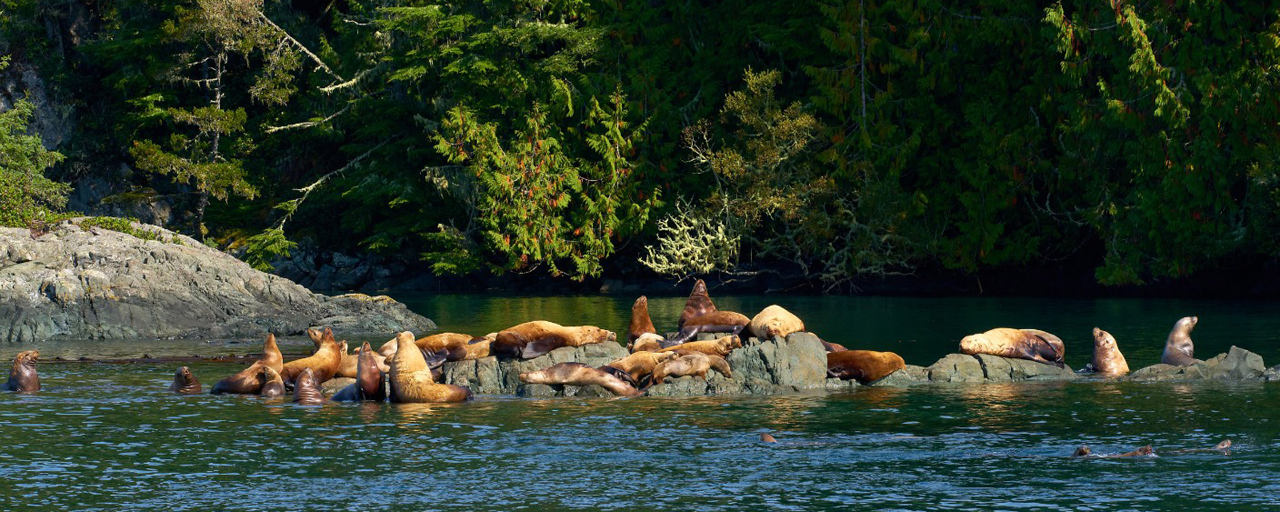 Otarie de Steller - Observer les cétacés en Colombie Britannique - Canada - quoi observer
