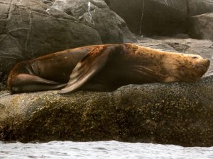 Otaries de Steller - Observer les cétacés en Colombie Britannique - Canada