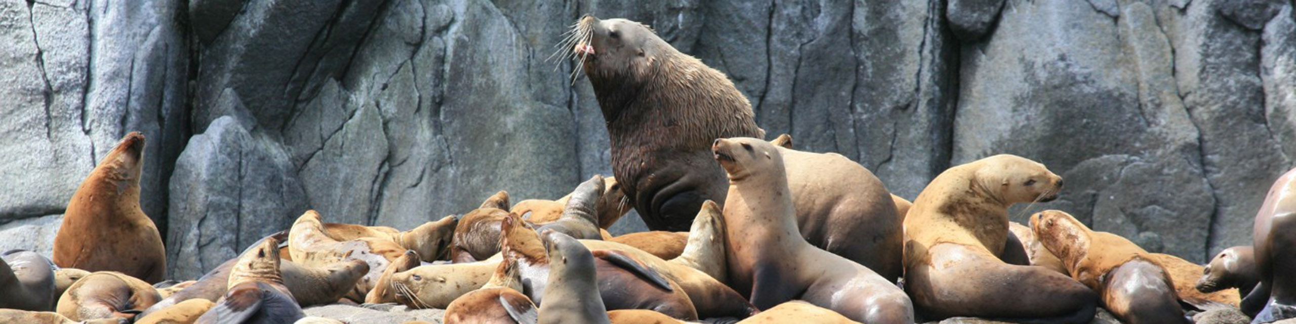 Otarie de Steller - Observer les cétacés en Colombie britannique - Canada - écosystèmes