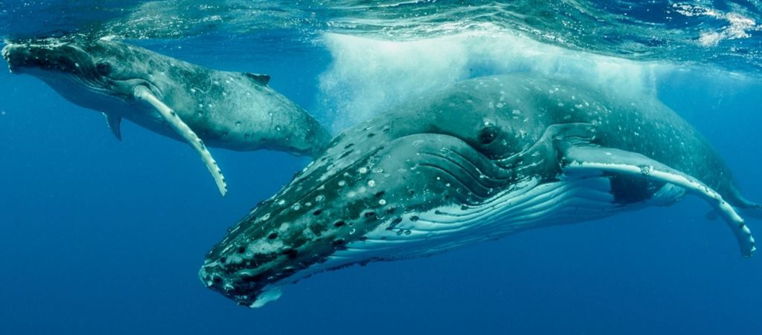 Où observer les cétacés dans le monde - Baleine à bosse - Megaptera novaeangliae 3