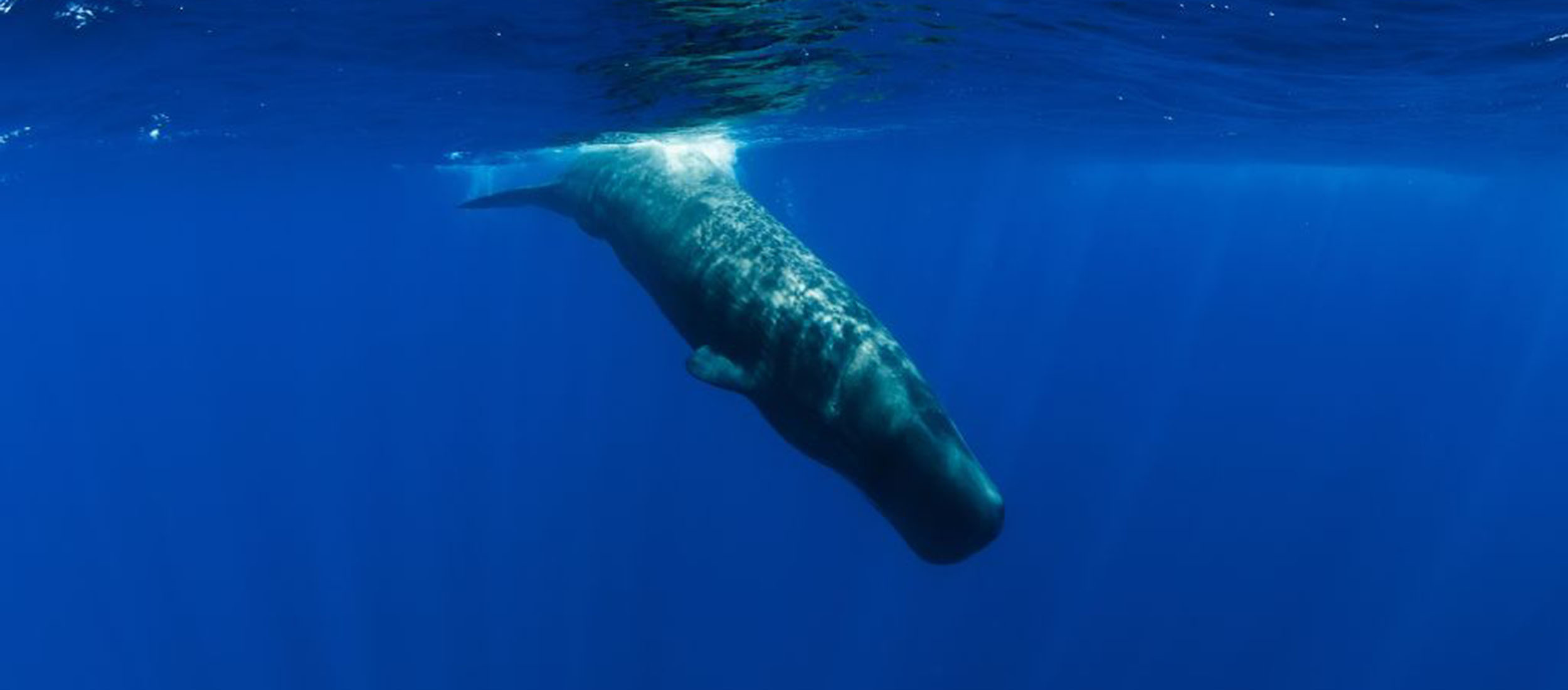 Où observer les cétacés dans le monde - Cachalot - Physeter macrocephalus