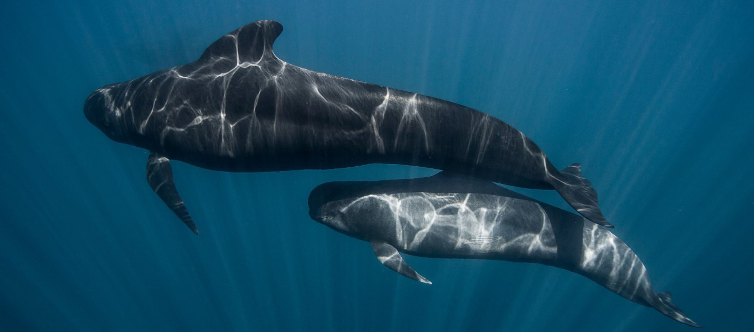 Où observer les cétacés dans le monde - Globicéphale noir - Globicephala melas