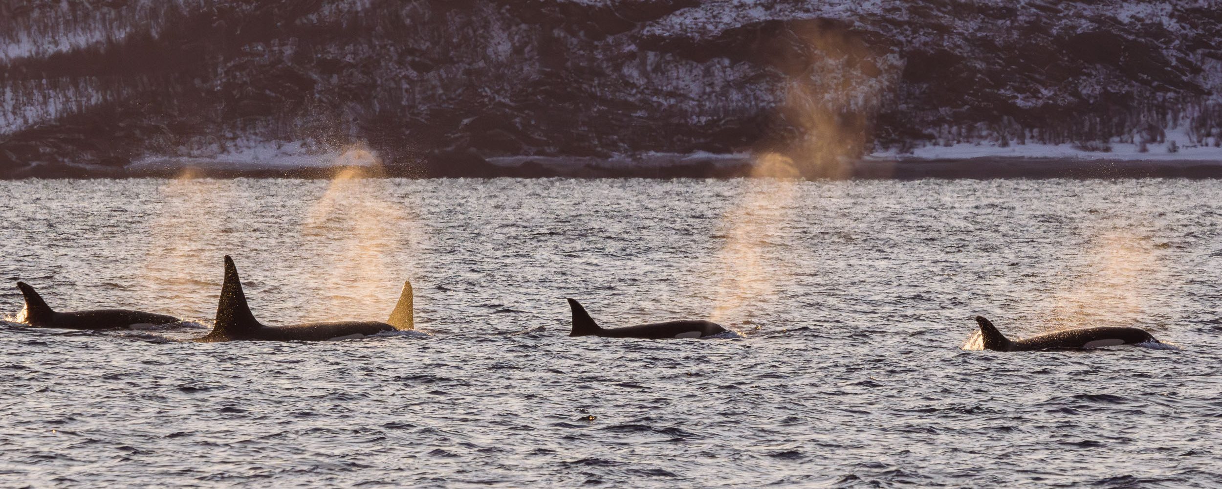 Où observer les orques - Pod d'orques en Norvège
