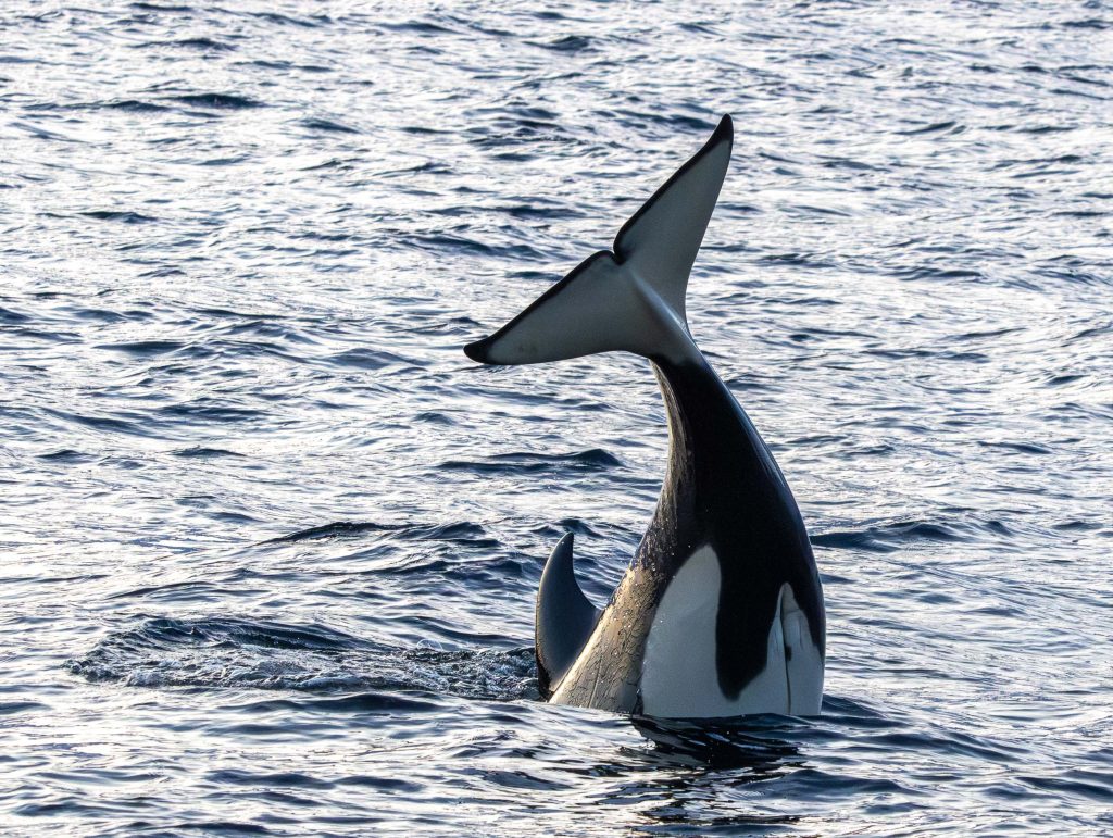 Où observer les orques - Chasse et coup de queue sur les harengs