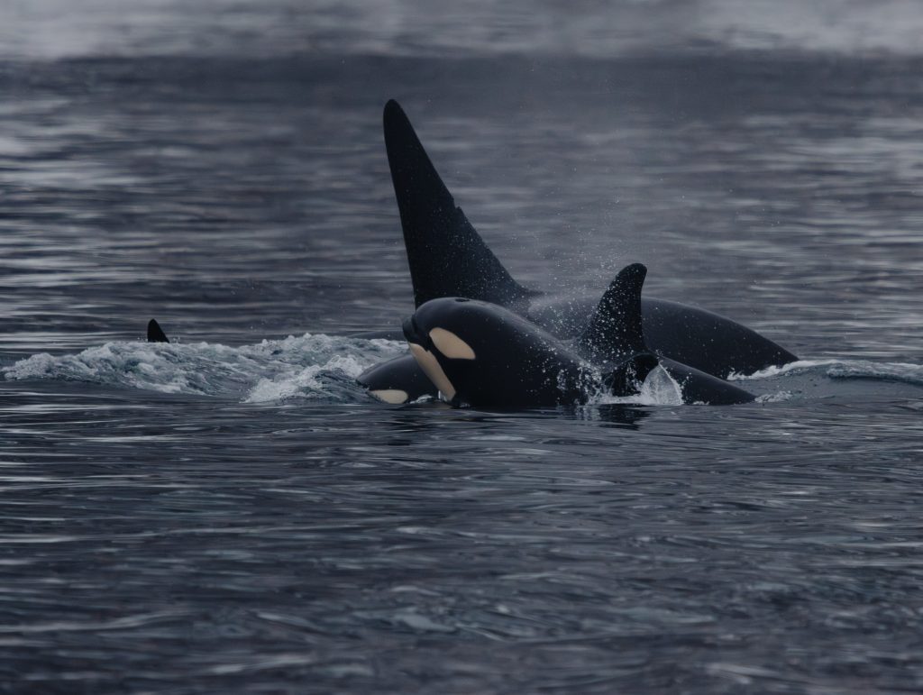 Où observer les orques - pods d'orques - Norvège