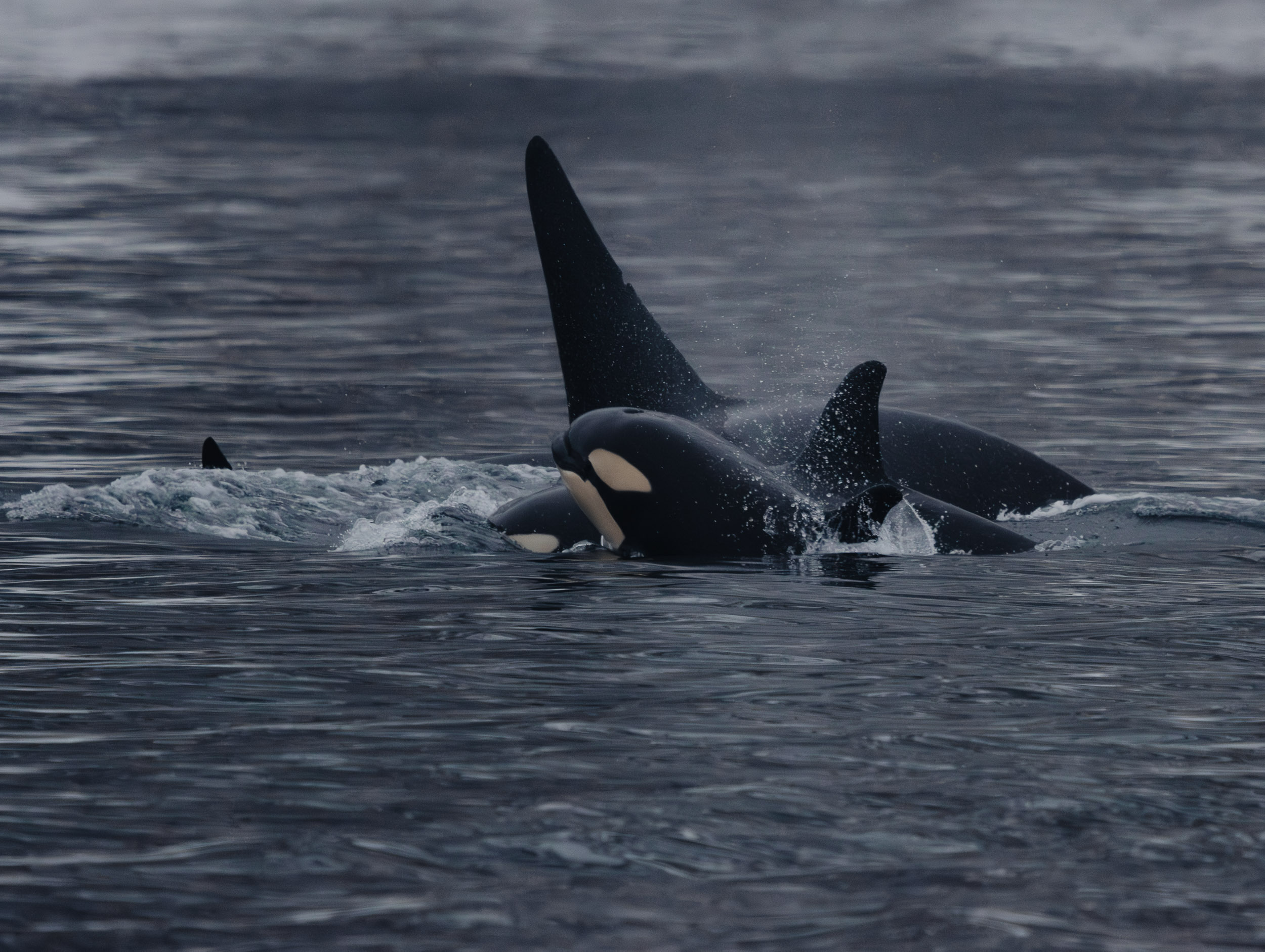 Où observer les orques - pods d'orques - Norvège