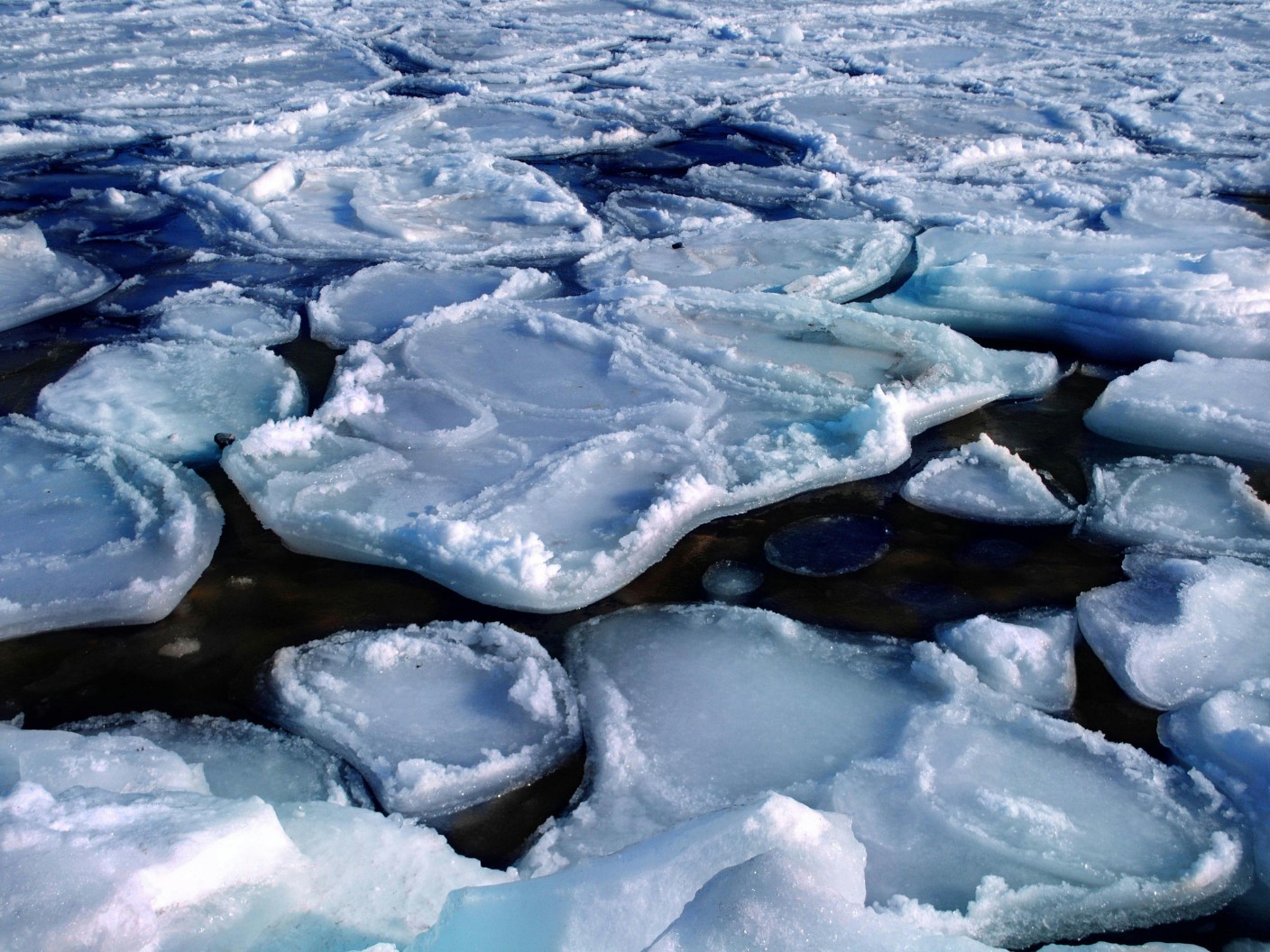Paysages - banquise - Observer les cétacés en arctique - écosystèmes