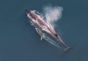 Rorqual boréal - Balaenoptera borealis - Observer les cétacés en Arctique - Copyright Christin Khan - NOAA