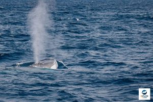 Rorqual commun - Balaenoptera physalus - Observer les cétacés au Pays basque - espèces - Copyright Explore ocean