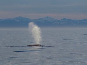 Rorqual commun - Balaenoptera physalus - Observer les cétacés en arctique