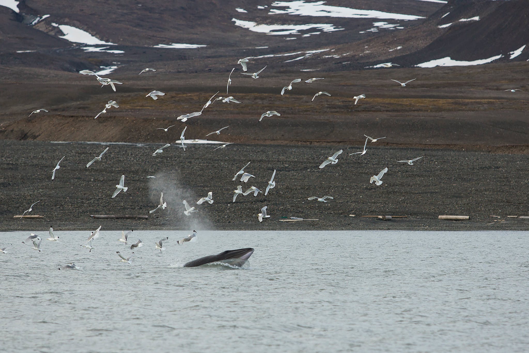 Rorqual de Minke - Balaenoptera accutorostrata - Observer les cétacés en Arctique - Comportement