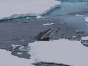 Rorqual de Minke - Balaenoptera accutorostrata - Observer les cétacés en arctique