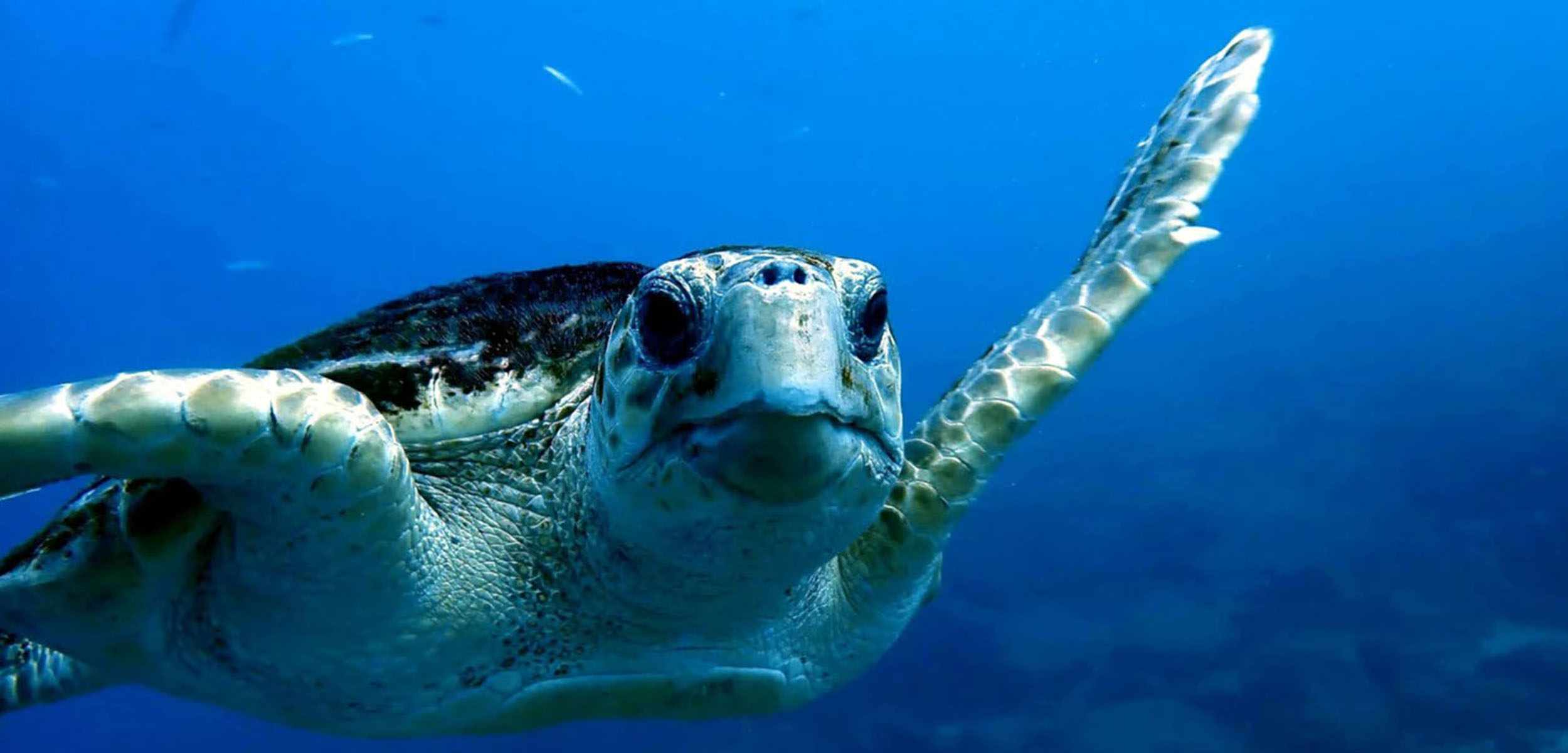 Sea You Diving Plongée - Observer les cétacés à Tenerife - Canaries - Atlantique - Tortue