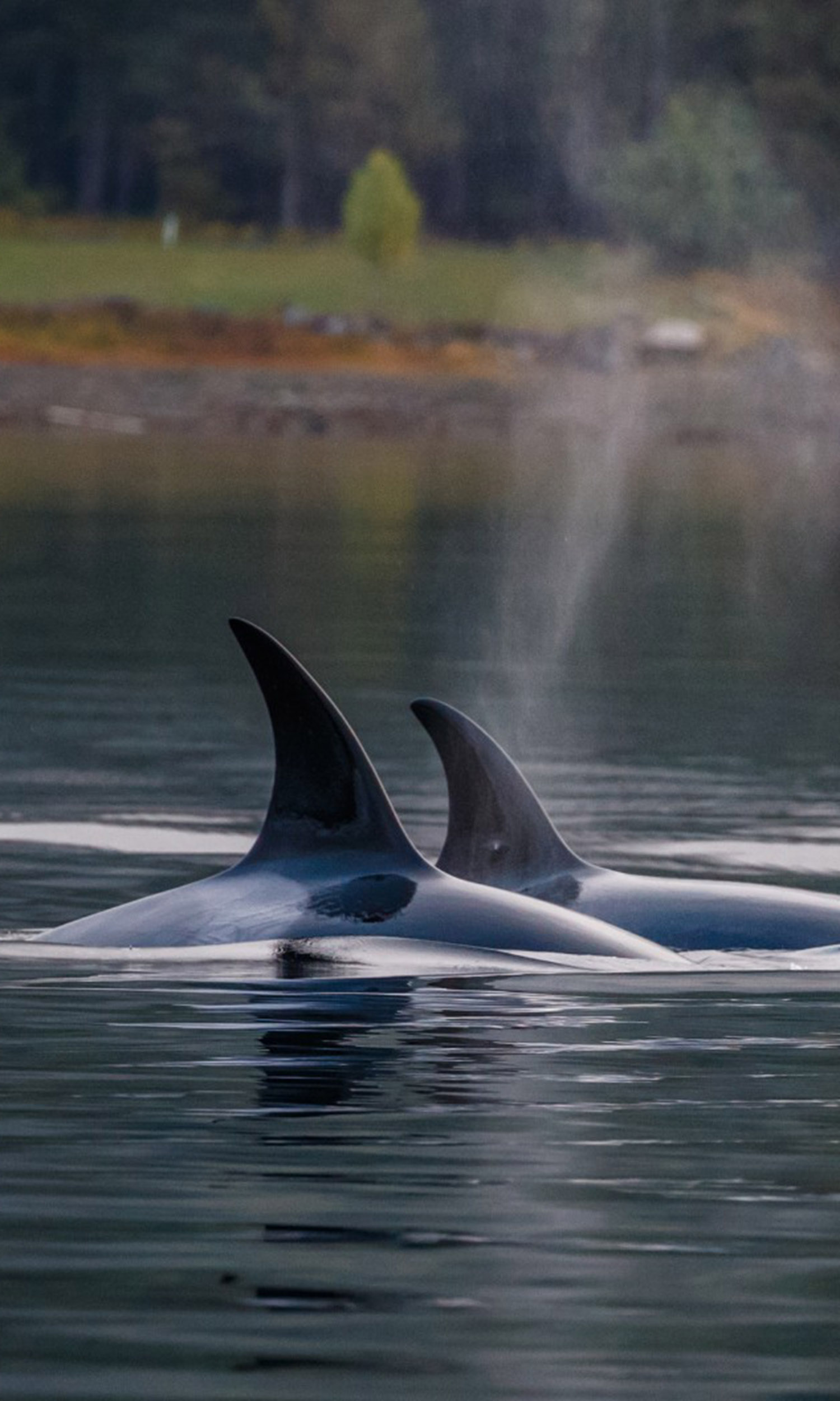 Voilier - Observer les cétacés en Colombie Britannique - Canada - conditions d'observation