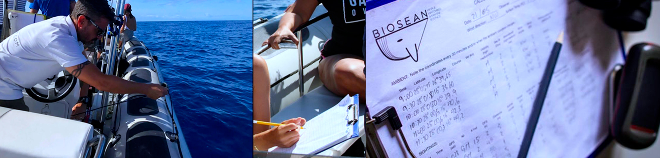 approche scientifique - Observer les cétacés à Tenerife - Canaries - Atlantique - Copyright Biosean