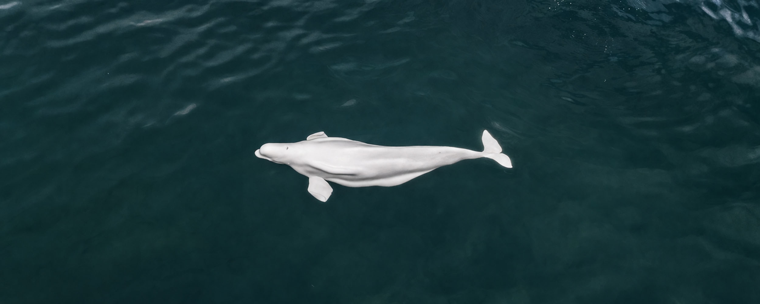 Beluga - Delphinapterus leucas - Observer les cétacés au Québec - Saint Laurent - comportement