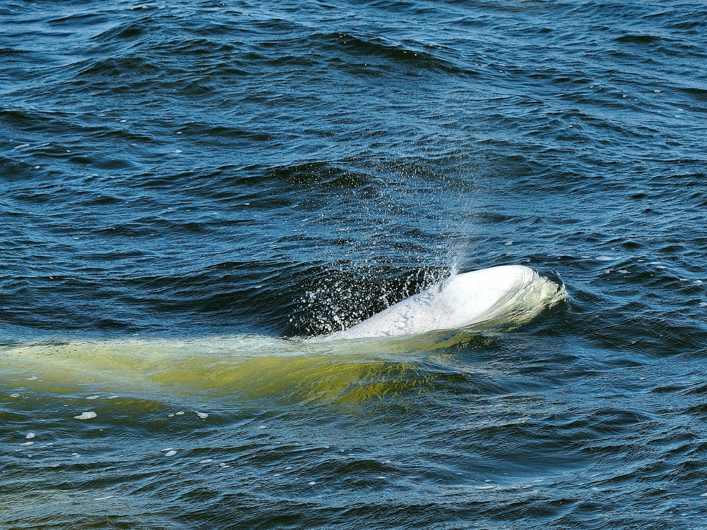 Beluga - Delphinapterus leucas - Observer les cétacés au Québec