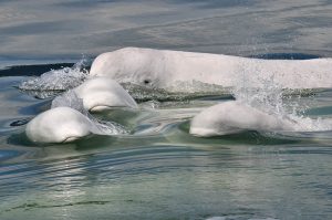 beluga - Delphinapterus leucas - Observer les cétacés en Arctic - Copyright Baleine en direct