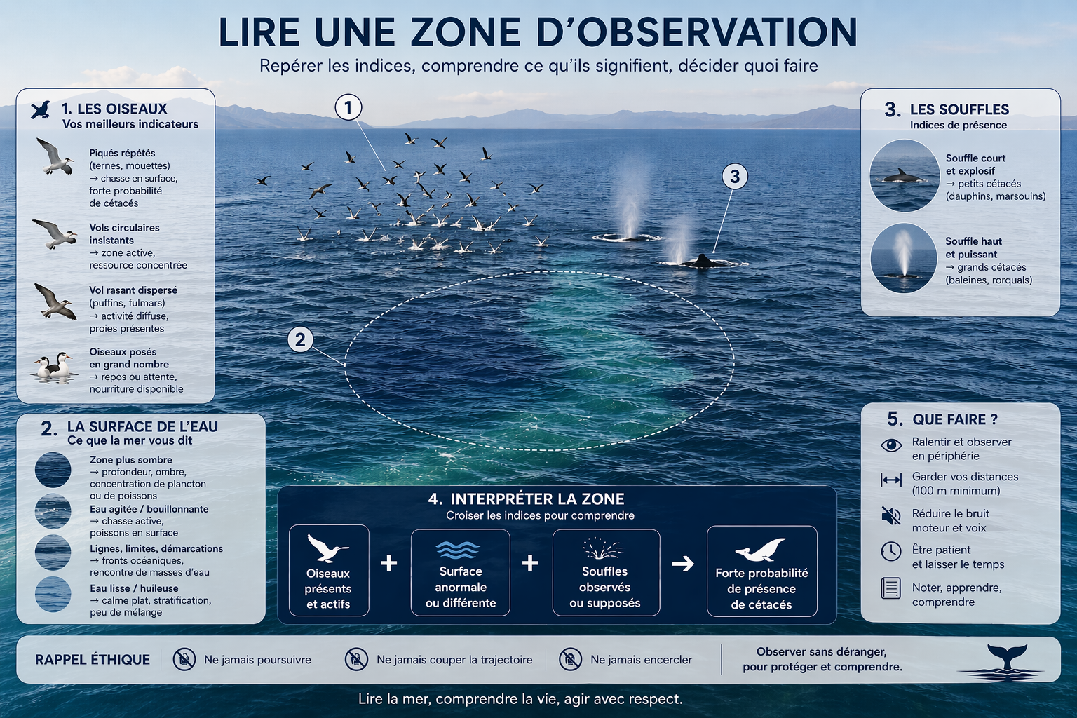 comment observer les cétacés - lire une zone d'observation