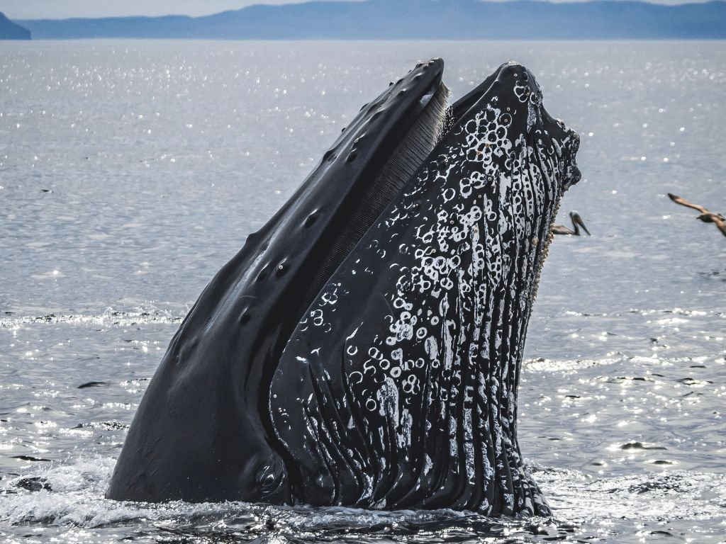 où observer les cétacés - Baleine à bosse - alimentation