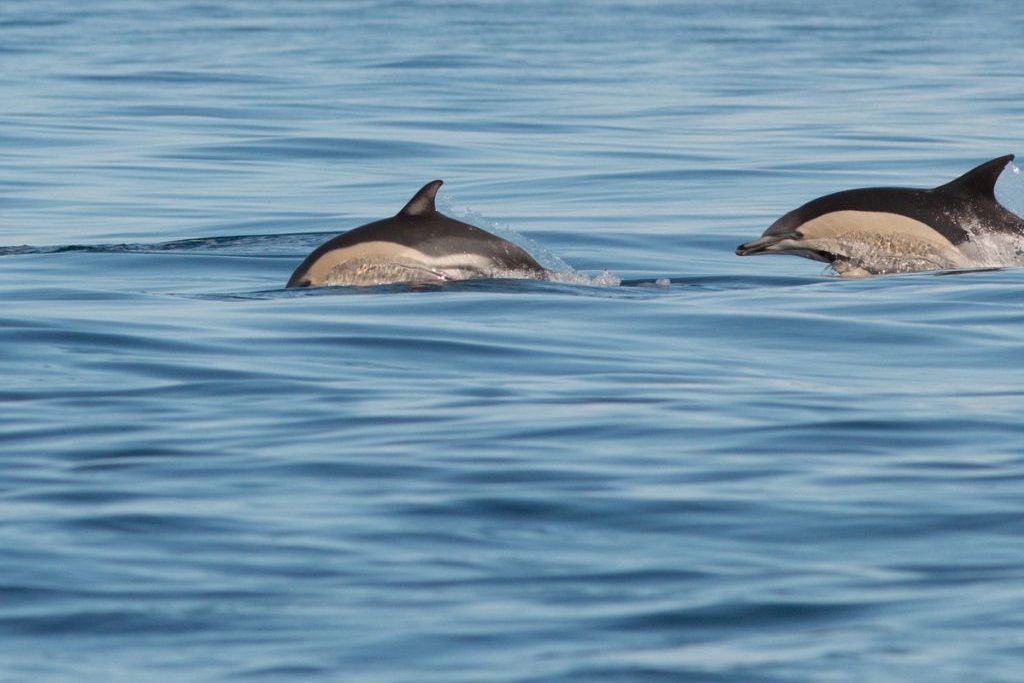 Dauphin commun - Delphinus delphis - Voyage naturaliste à Faial et Pico - Cétacés, oiseaux marins et volcans -observer les cétacés aux Açores - îles de Pico et Faial